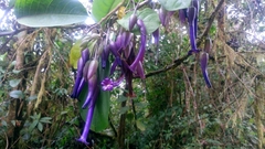 Iochroma calycinum
