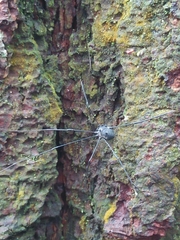 Leiobunum viridorsum