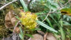 Epidendrum microdiothoneum