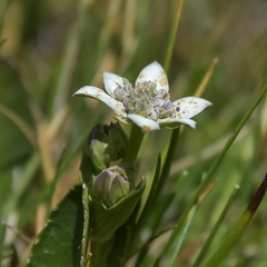 Alepidea pusilla