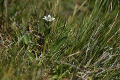 Alepidea pusilla