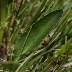 Alepidea pusilla