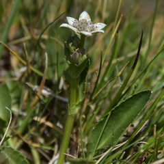 Alepidea pusilla