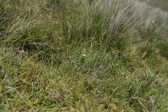 Alepidea pusilla