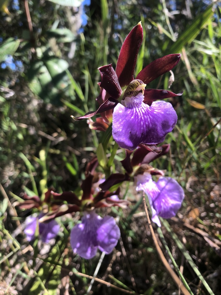 Zygopetalum