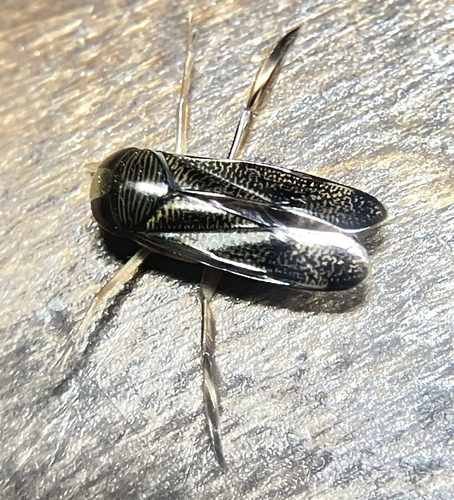 Hesperocorixa nitida