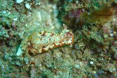 Hexabranchus