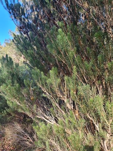Image of Melaleuca quadrifida by (c) Belinda Forbes, some rights reserved (CC BY)