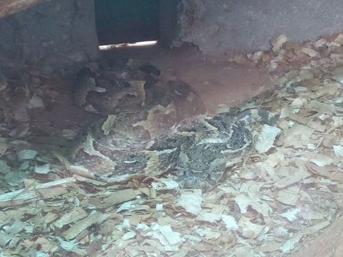 Viperidae