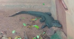 Crocodylia