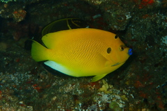 Apolemichthys trimaculatus