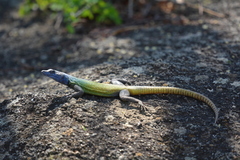 Platysaurus intermedius rhodesianus