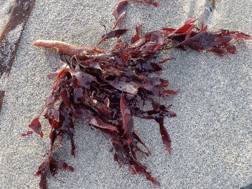 Dulse
