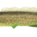 Eyetail Bowfin - Photo (c) 
J.M.M, some rights reserved (CC BY)
