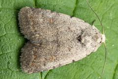 Caradrina selini