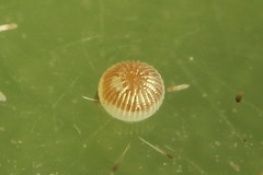 Caradrina selini