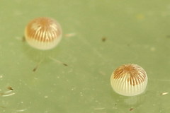 Caradrina selini
