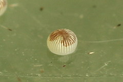 Caradrina selini