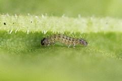 Caradrina selini