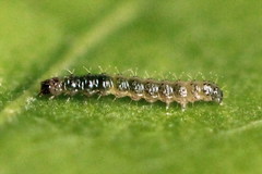 Caradrina selini