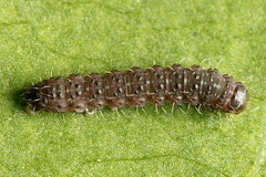 Caradrina selini