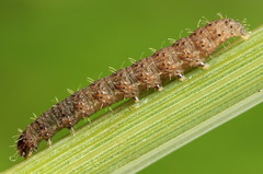 Caradrina selini