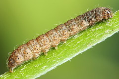 Caradrina selini