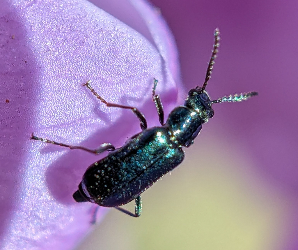 Malachius viridulus