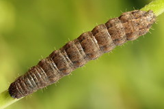 Caradrina selini