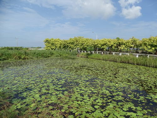 Nymphoides indica
