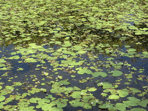 Nymphoides indica