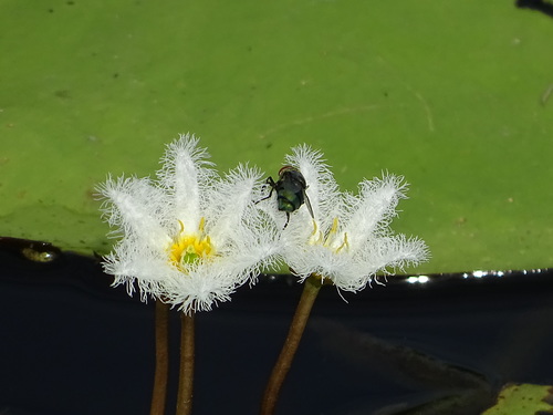 Nymphoides indica