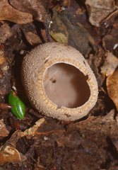 Tarzetta jafneospora