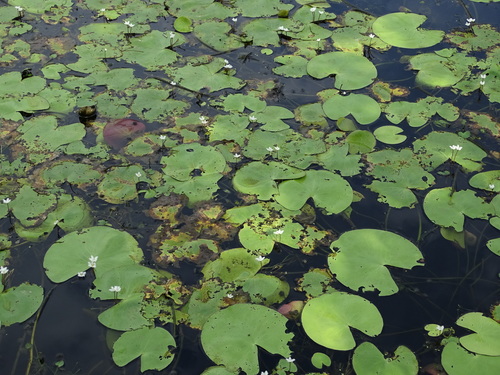 Nymphoides indica