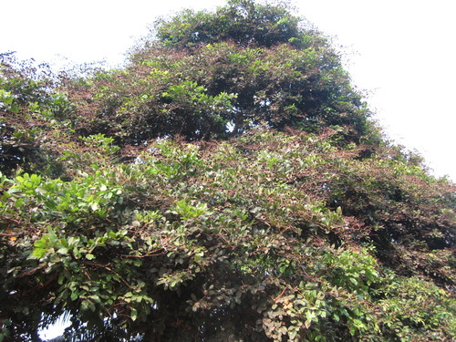Image of Dialium guineense by (c) Sunday Berlioz KAKPO, some rights reserved (CC BY)