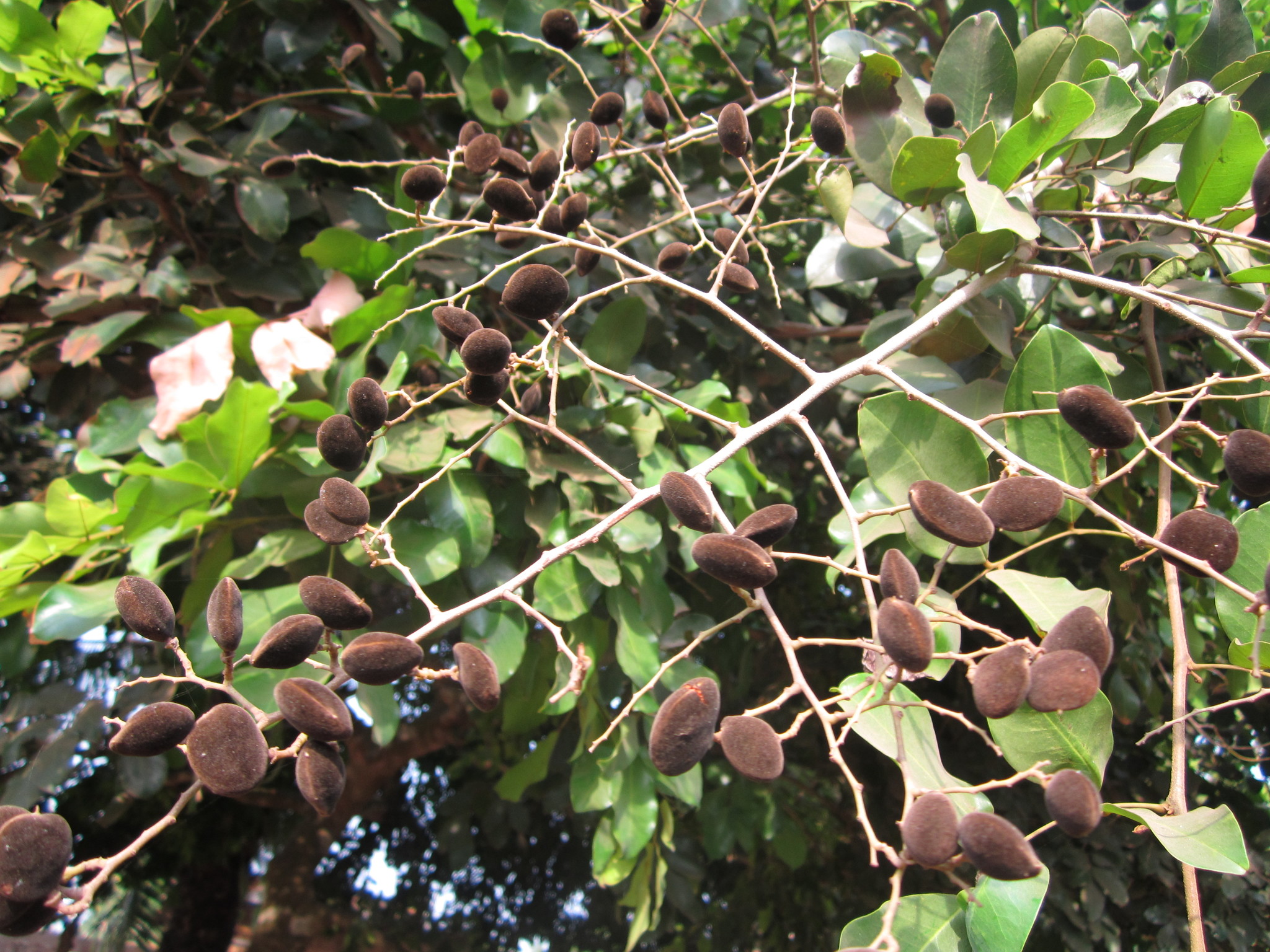 Dialium guineense