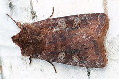 Cerastis leucographa