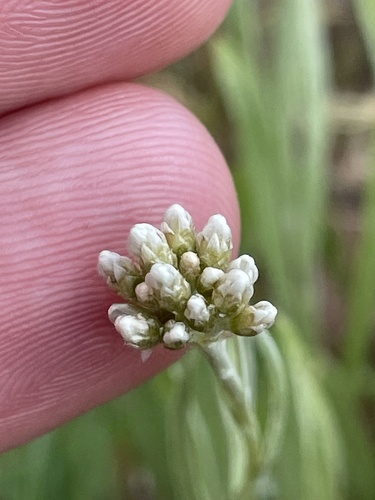 Antennaria luzuloides ssp. luzuloides