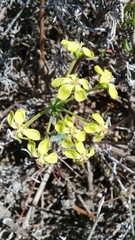 Pelargonium gibbosum