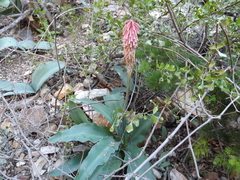 Veltheimia capensis