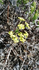 Pelargonium gibbosum