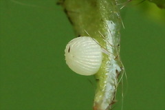 Cerastis rubricosa