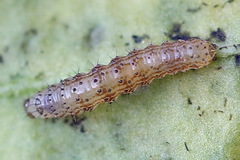 Cerastis rubricosa