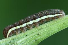 Cerastis rubricosa