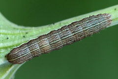 Cerastis rubricosa