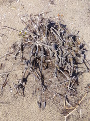 Pelargonium gibbosum