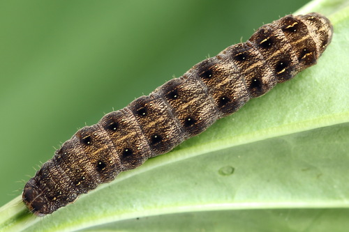 Red Chestnut