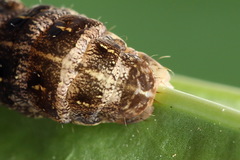 Cerastis rubricosa