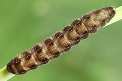 Cerastis rubricosa