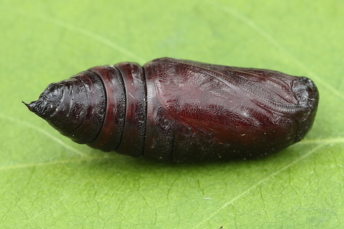Red Chestnut